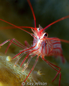 Peppermint Shrimp. 
Sea and Sea DX1G with stacking diopt... by Kay Wilson 